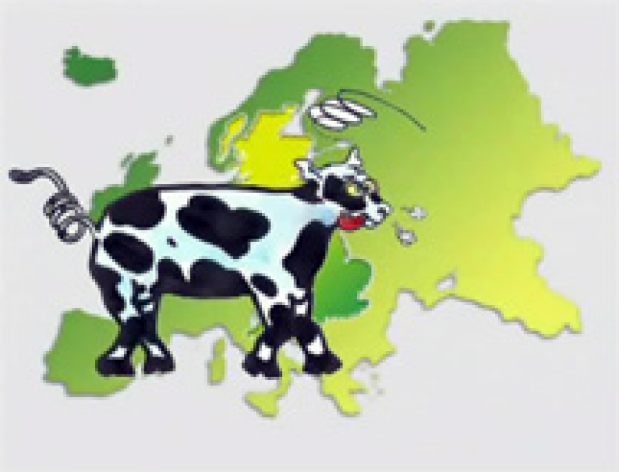 Η νόσος των τρελών αγελάδων