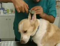 &Kappa;&alpha;&iota; &tau;&alpha; &zeta;ώ&alpha; έ&chi;&omicron;&upsilon;&nu; &delta;&iota;&kappa;&alpha;&iota;ώ&mu;&alpha;&tau;&alpha;