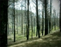 &Gamma;ί&nu;&epsilon; &phi;ί&lambda;&omicron;&sigmaf; &mu;΄ έ&nu;&alpha; &delta;έ&nu;&tau;&rho;&omicron; - &Tau;&alpha; &delta;έ&nu;&tau;&rho;&alpha; &pi;&omicron;&nu;ά&nu;&epsilon; ό&tau;&alpha;&nu; &kappa;&alpha;ί&gamma;&omicron;&nu;&tau;&alpha;&iota;